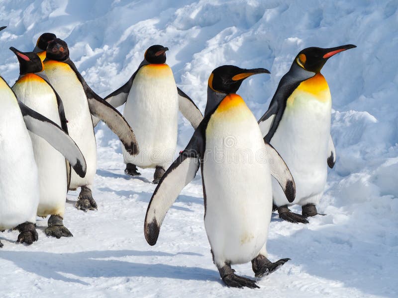 Emperor penguin walk on snow. Emperor penguin walk on snow