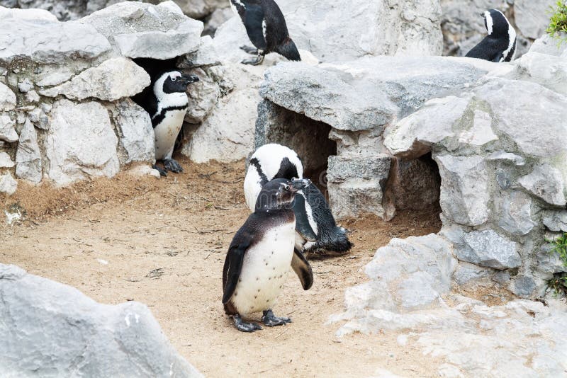 Pinguïnen stock afbeeldingen Pinguïnen stock afbeeldingen
