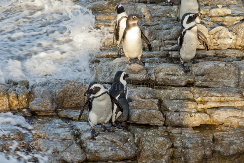Pinguïnen op een rotsachtig strand royalty-vrije stock fotografie Pinguïnen op een rotsachtig strand royalty-vrije stock fotografie