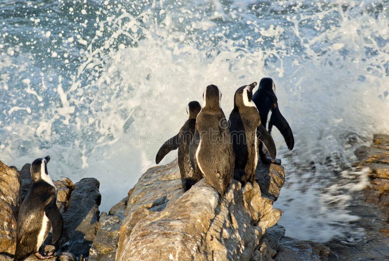 Pinguïnen op een rotsachtig strand stock afbeeldingen Pinguïnen op een rotsachtig strand stock afbeeldingen