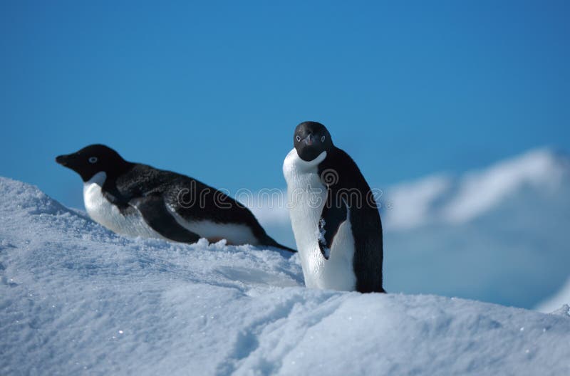 Two penguins Adelie on the iceberg in Antarctica. Two penguins Adelie on the iceberg in Antarctica