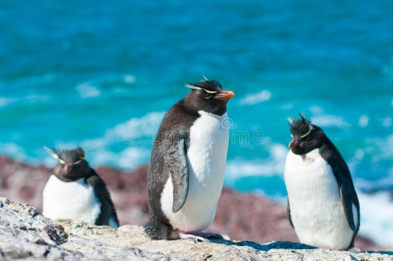 pingvinrockhopper royaltyfria bilder pingvinrockhopper royaltyfria bilder
