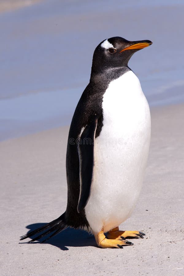Pingwin - gentoo pingwin (Pygoscelis Papua)