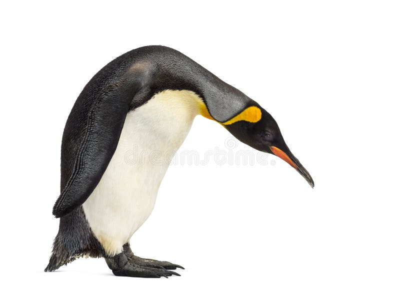 Pingwin królewski patrzący w dół odizolowany