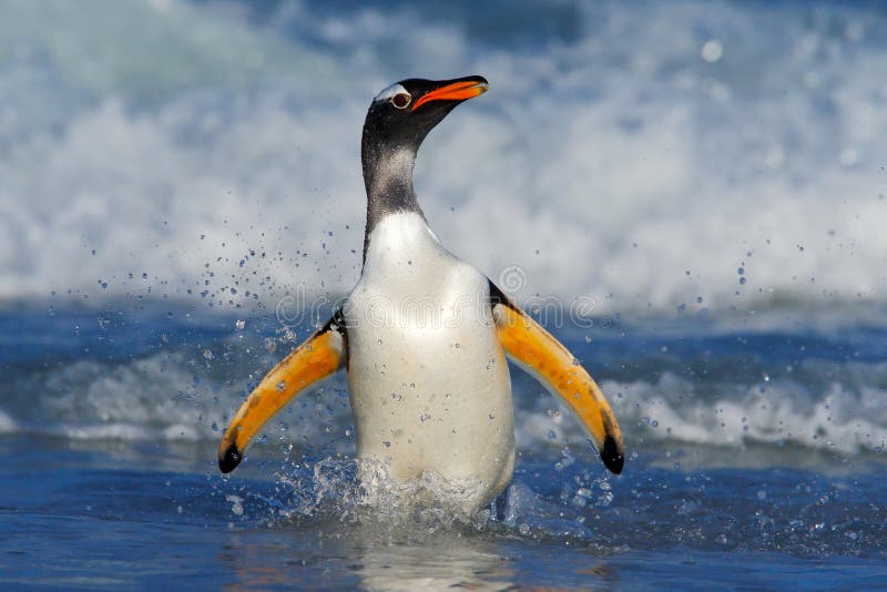 Pingwin w błękitnych fala Gentoo pingwin, wodny ptak skacze z błękitne wody podczas gdy pływający przez oceanu w Falkland Isl