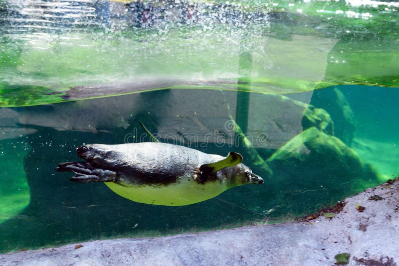 Pingwinu ptaka dopłynięcie fotografia stock Pingwinu ptaka dopłynięcie fotografia stock