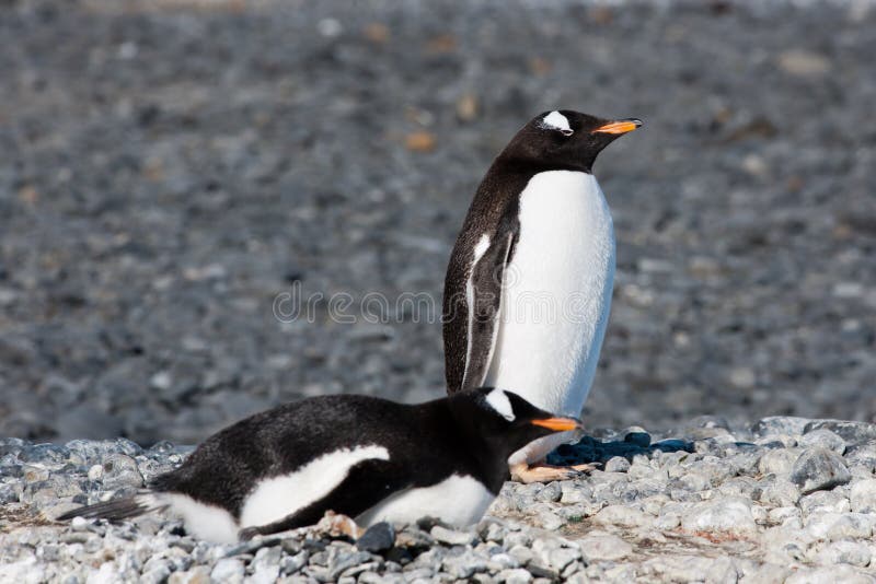 Pingwiny, dwa słodkie pingwiny Gentoo - Pygoscelis papua, stojące i leżące na kamiennej ziemi w słoneczny dzień