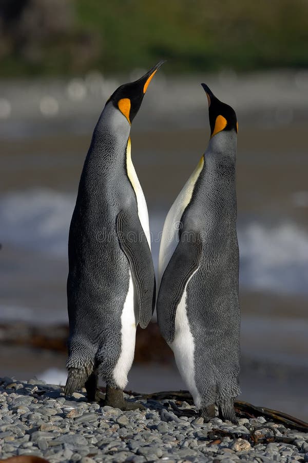 Pingwiny miłości.