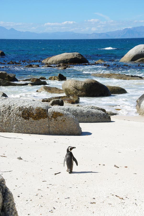 Penguin at the Boulders Beach in the Cape Peninsula South Africa. Penguin at the Boulders Beach in the Cape Peninsula South Africa