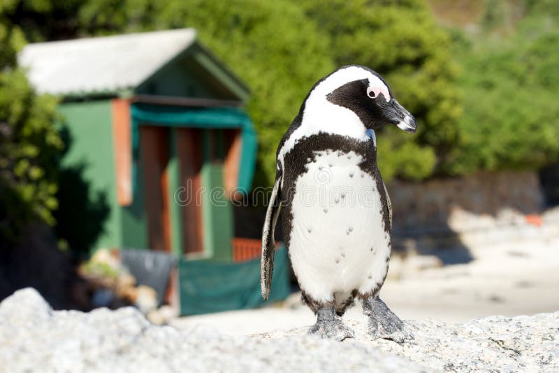 African penguin poses in front of changing hut. African penguin poses in front of changing hut