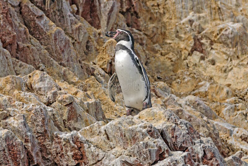 Pingüino De Humboldt En La Isla Ballestas, Parque Nacional De Paracas
