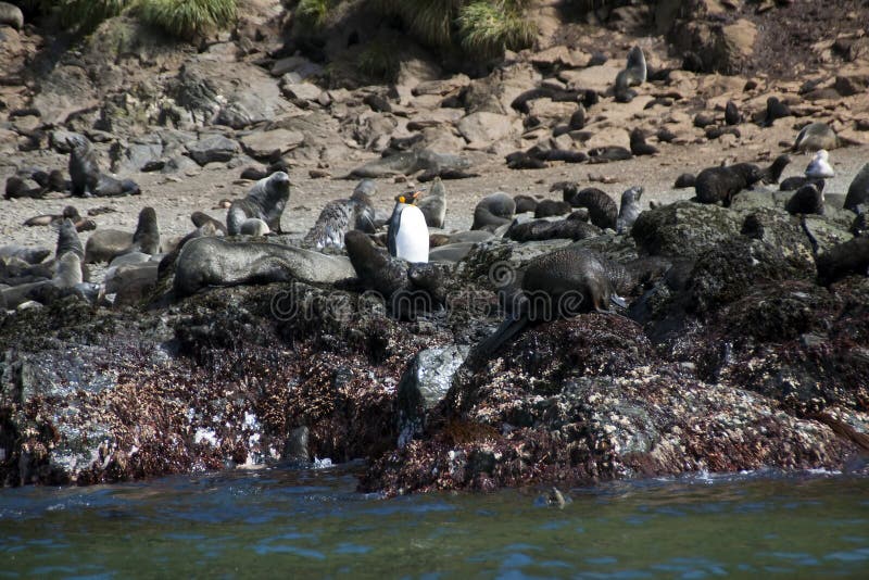 Pingüino de rey entre los lobos marinos en la costa costa rocosa imagenes de archivo Pingüino de rey entre los lobos marinos en la costa costa rocosa imagenes de archivo