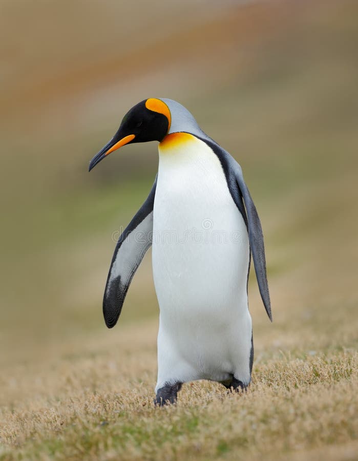 Pingüino de rey, patagonicus del Aptenodytes, en la hierba, Falkland Islands