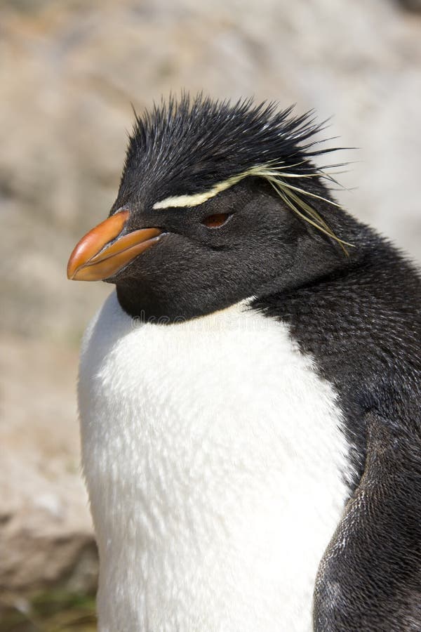 Pingüino de Rockhopper - Islas Malvinas fotografía de archivo Pingüino de Rockhopper - Islas Malvinas fotografía de archivo