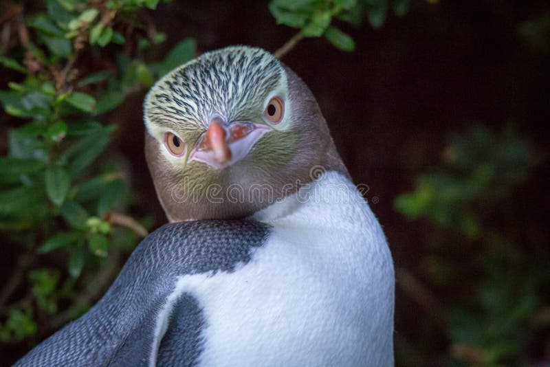 Pingüino observado amarillo que mira esta manera fotos de archivo libres de regalías Pingüino observado amarillo que mira esta manera fotos de archivo libres de regalías