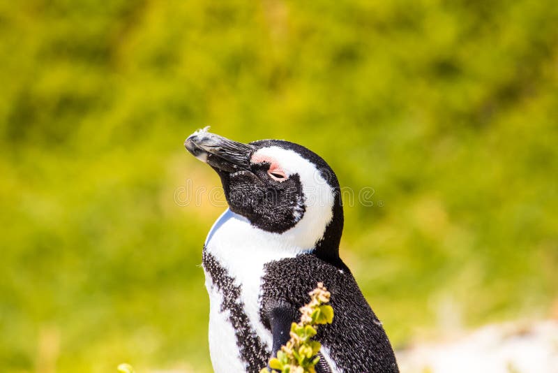 African Penguins at a beach in Simonstown, South Africa. African Penguins at a beach in Simonstown, South Africa.