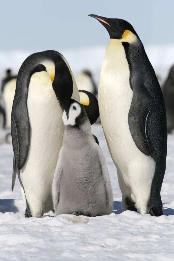 Pingüinos de emperador (forsteri del Aptenodytes)