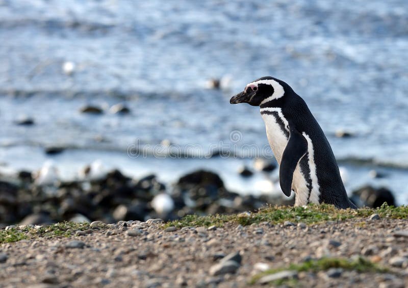 Pingüinos de Magellanic en el santuario del pingüino en Magdalena Island en el Estrecho de Magallanes cerca de Punta Arenas en Ch imagen de archivo libre de regalías Pingüinos de Magellanic en el santuario del pingüino en Magdalena Island en el Estrecho de Magallanes cerca de Punta Arenas en Ch imagen de archivo libre de regalías