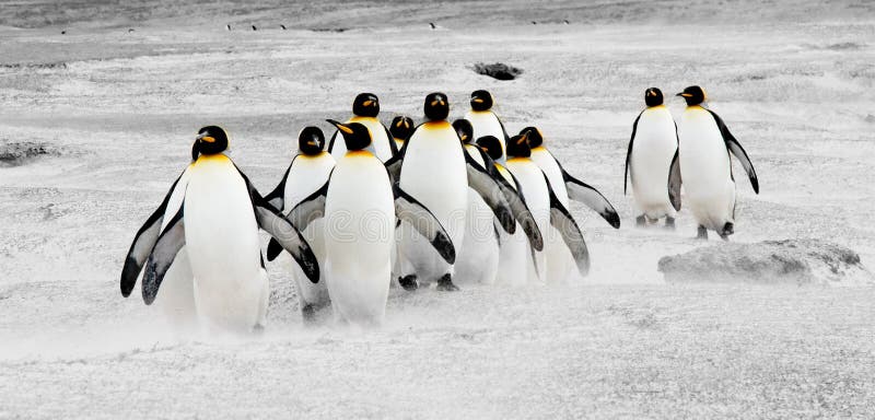 Pingüinos en el movimiento