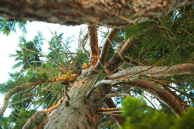 VERTICAL: Raízes de um pinheiro alto crescem sobre um toco velho decaindo  na floresta tropical Hoh fotos, imagens de © Prostock #489763466