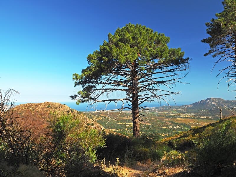 Pinheiro grande com vista do monte no mar litoral da paisagem e do céu azul no passeio na montanha famoso da GR 20 foto de stock Pinheiro grande com vista do monte no mar litoral da paisagem e do céu azul no passeio na montanha famoso da GR 20 foto de stock