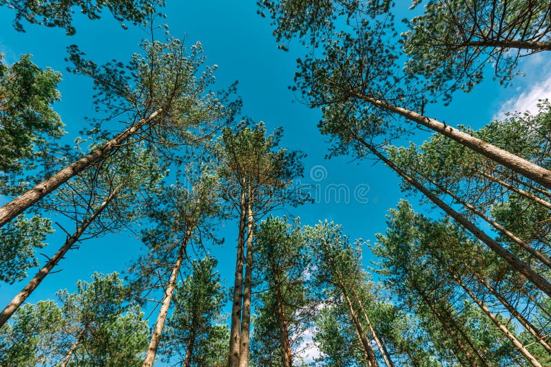 VERTICAL: Raízes de um pinheiro alto crescem sobre um toco velho decaindo  na floresta tropical Hoh fotos, imagens de © Prostock #489763466