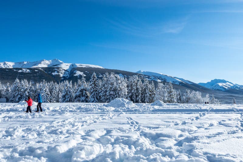 Pinheiros e montanhas num vale coberto de neve durante uma manhã de inverno com céu azul claro foto de stock Pinheiros e montanhas num vale coberto de neve durante uma manhã de inverno com céu azul claro foto de stock