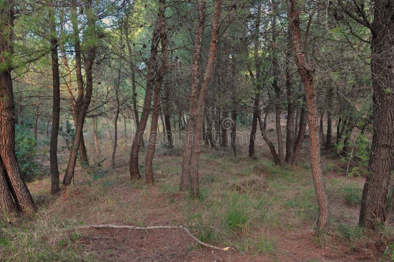 Atirador Furtivo Camuflado Na Floresta Foto de Stock - Imagem de armado,  infantaria: 148202288