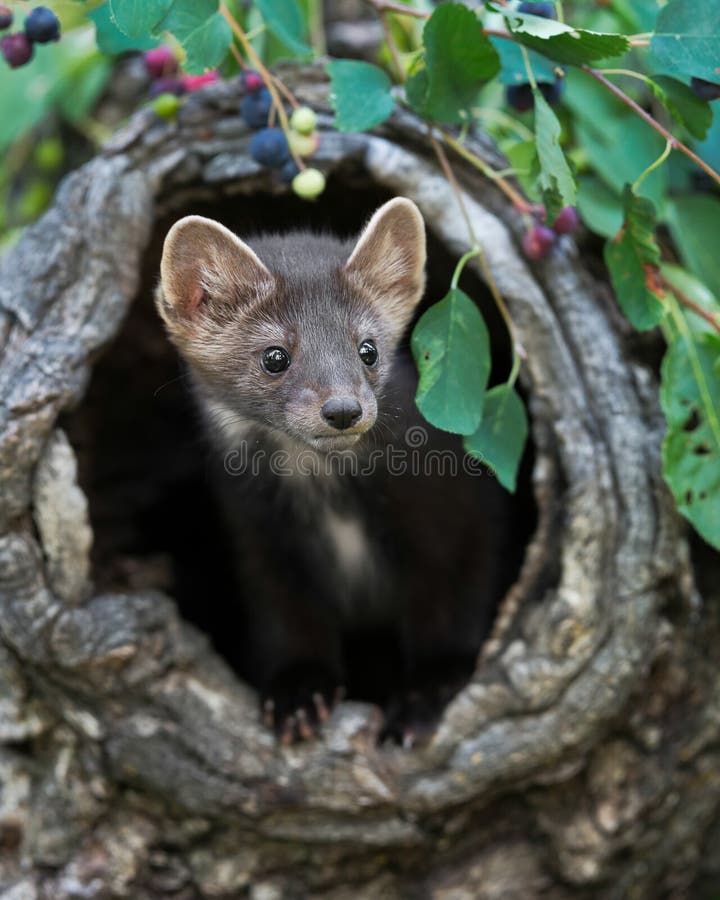 Pinho Martin na árvore oca imagem de stock