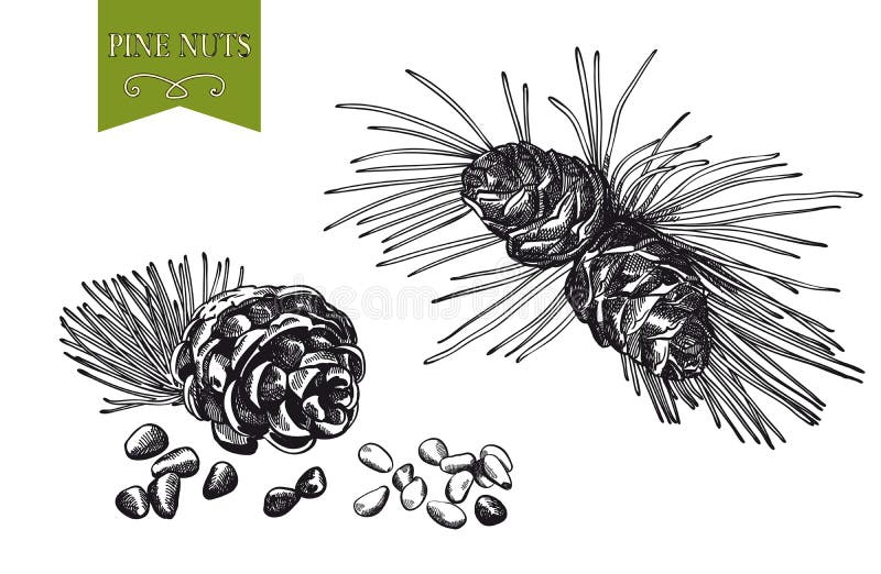 Pinhões ilustração do vetor