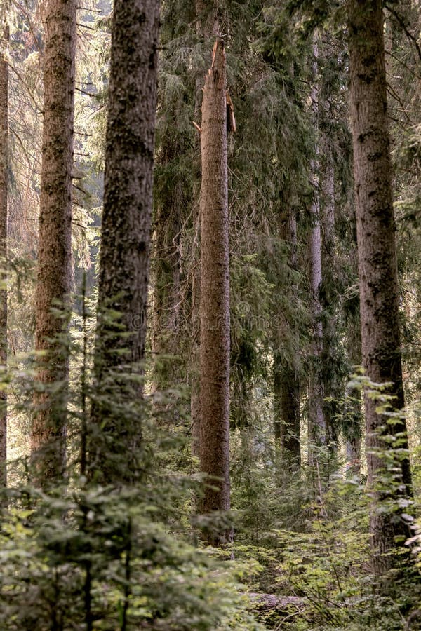Pini di alto livello allineati nella foresta fotografia stock Pini di alto livello allineati nella foresta fotografia stock