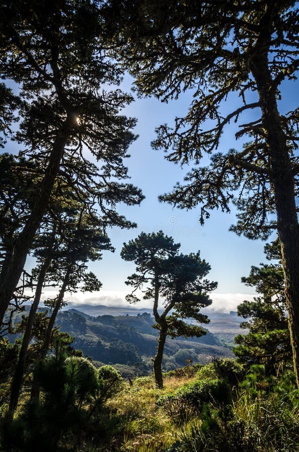 Pini nelle montagne di California con nebbia che arriva a fiumi dalla costa immagine stock Pini nelle montagne di California con nebbia che arriva a fiumi dalla costa immagine stock