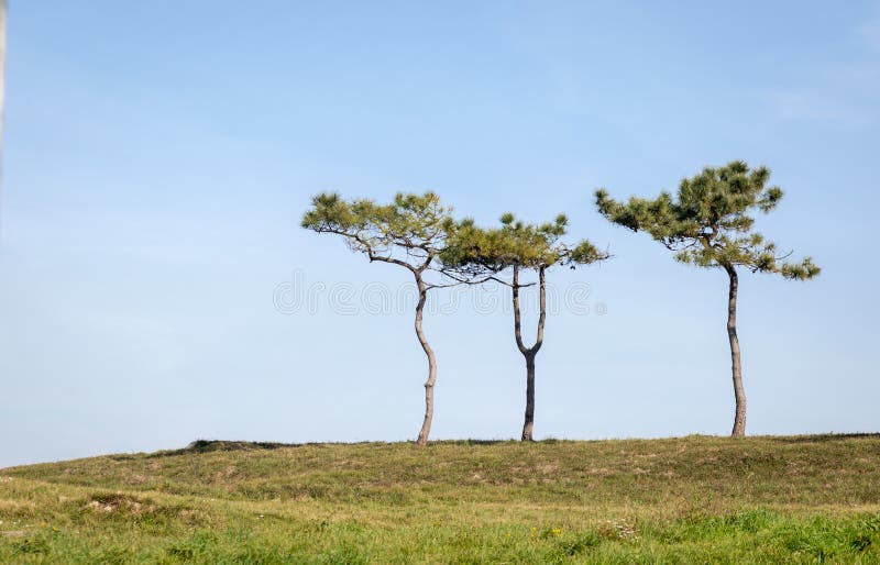 Pini soli degli alberi sulla cima di una collina nell'estate con un cielo blu fotografia stock libera da diritti Pini soli degli alberi sulla cima di una collina nell'estate con un cielo blu fotografia stock libera da diritti