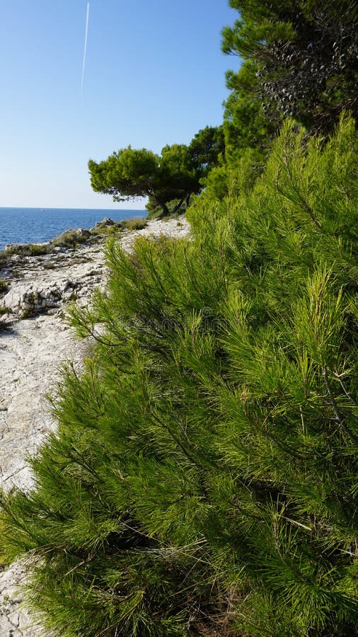 Pini sulla costa adriatica nei pressi di Pula, Croazia fotografia stock libera da diritti Pini sulla costa adriatica nei pressi di Pula, Croazia fotografia stock libera da diritti