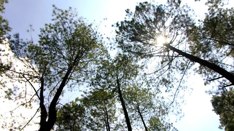 Pini verdi sulle colline di montagna