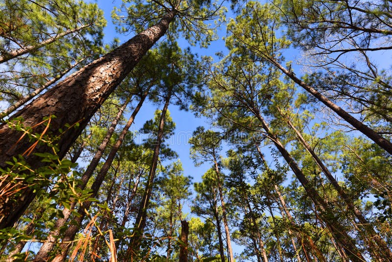 Pine trees reach for the sky in Angelina National Forest, in the Piney Woods of East Texas. Pine trees reach for the sky in Angelina National Forest, in the Piney Woods of East Texas