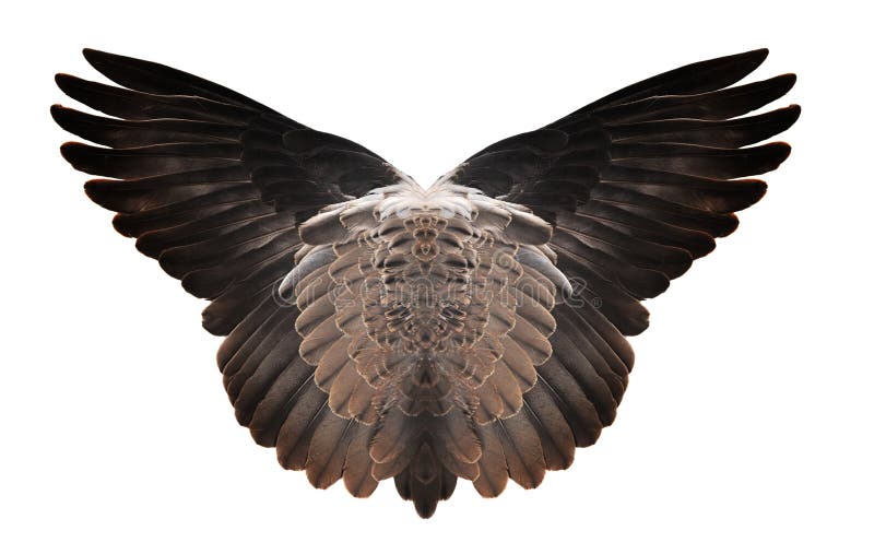 Pinion on the Sprawling White Background Stock Image Image of fluffy, perfection 118166063