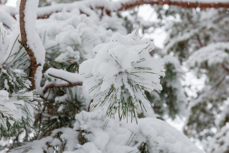 Pinjenätet täckt med snöre i selektivt fokus. Rördelar täckta med fluffy-snö på en suddig bakgrund av andra träd i skogsfragment i selektivt fokus