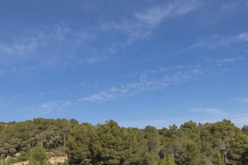 Pinjeskog med moln på bakgrund för blå himmel royaltyfri foto Pinjeskog med moln på bakgrund för blå himmel royaltyfri foto