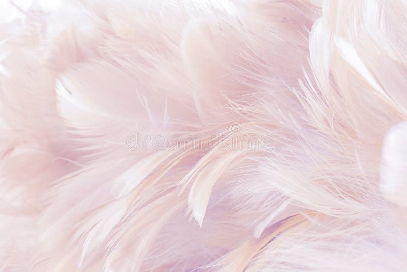 Pink Abstract background Bird and chickens feather texture ,blur style and soft color of art design