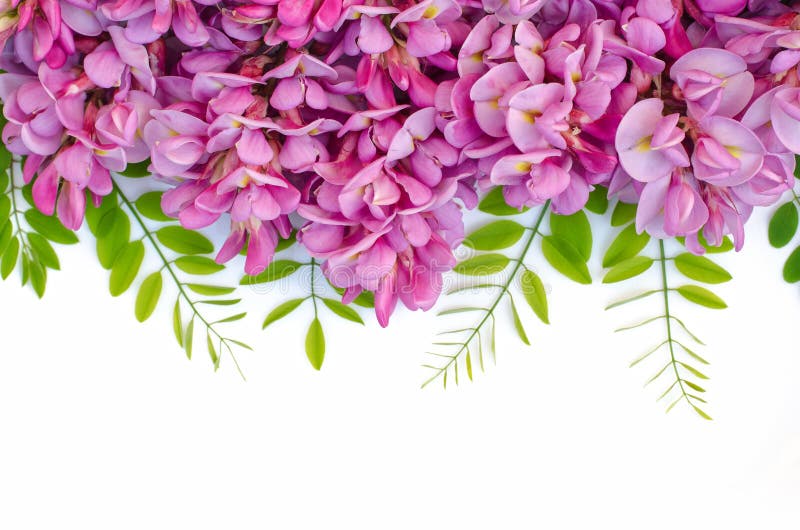 193,773 Flower Border Stock Photos - Free & Royalty-Free Stock Photos from  Dreamstime