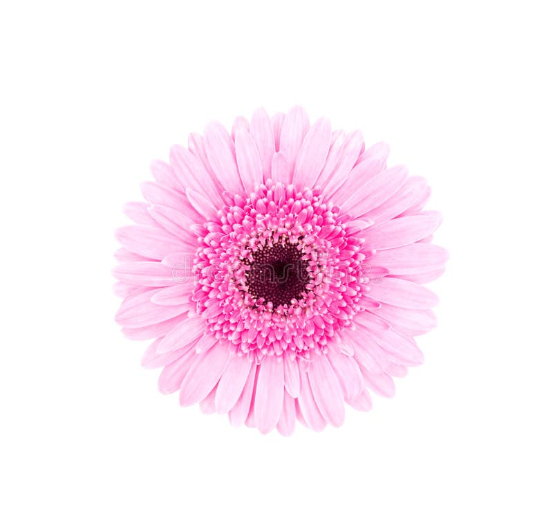 Pink african daisy isolated