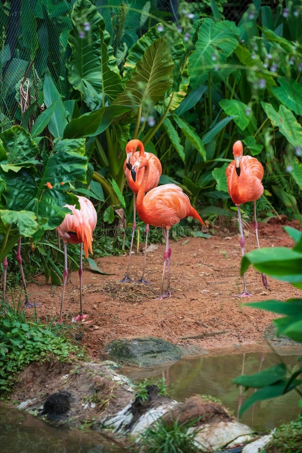 Pink African flamingo bird group by small pond and green plant, Korat stock photo