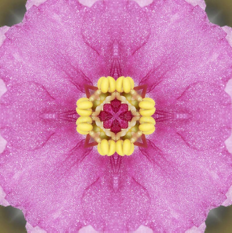 Pink African Violet