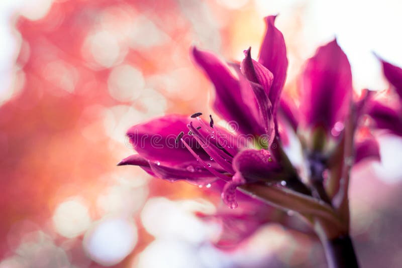 Zblízka Růžové amaryllis květ na oranžové bokeh na pozadí s Malé kapky vody.