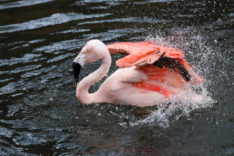 Pink American flamingo bird in the pond royalty free stock images
