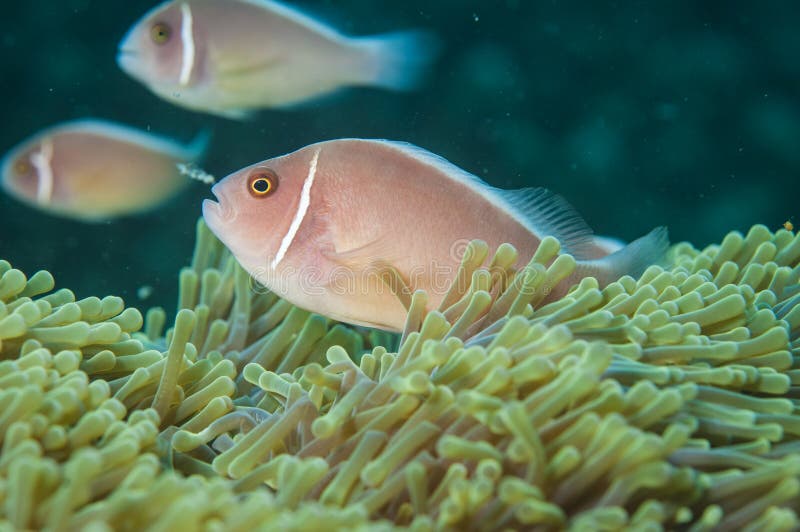 Pink anemone fish