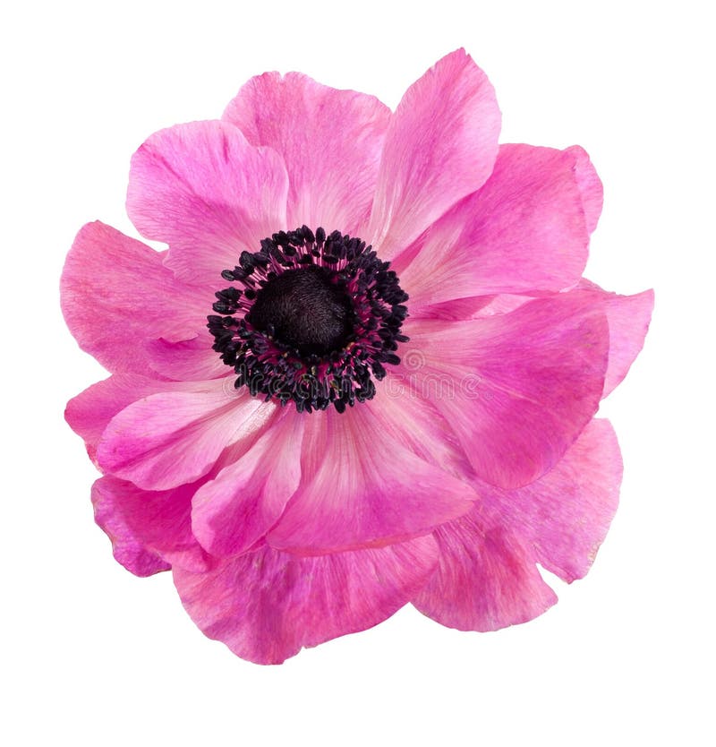 Pink Anemone Flower, Isolated Over White Stock Image Image of flower