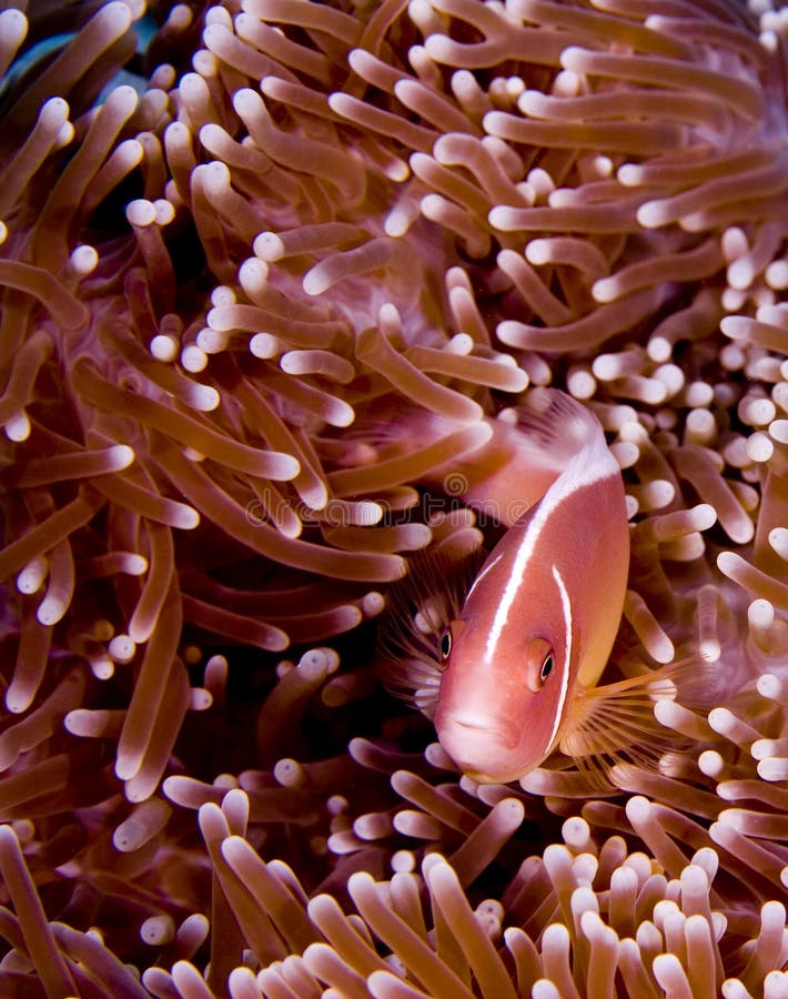 Pink anemonefish hiding in pink anemone