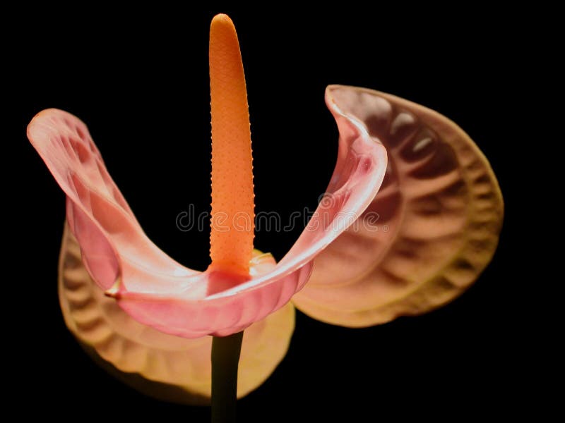 Pink Anthurium on black